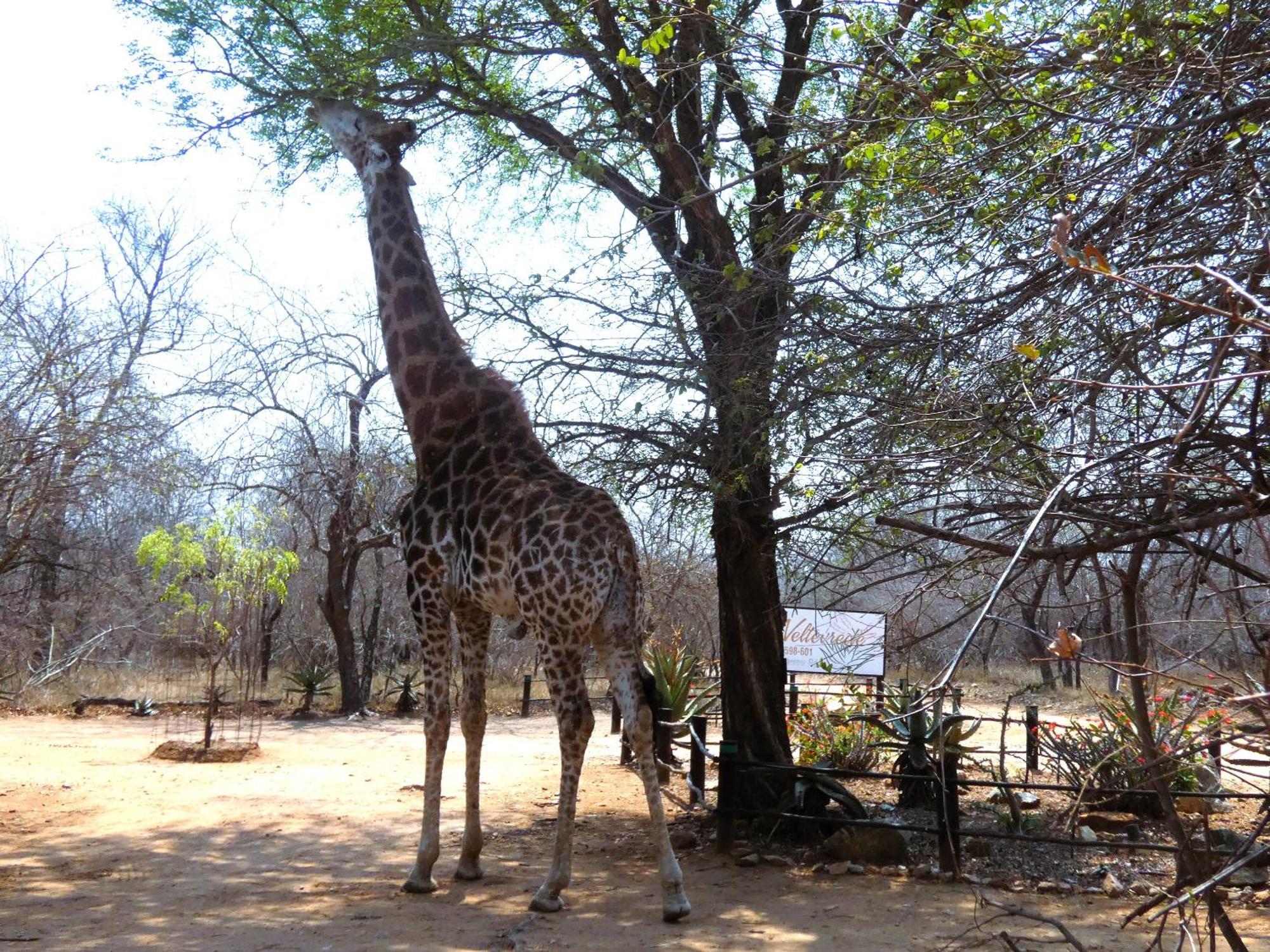 Weltevrede Lodge - Self Catering Houses มาร์ลอทพาร์ค ภายนอก รูปภาพ